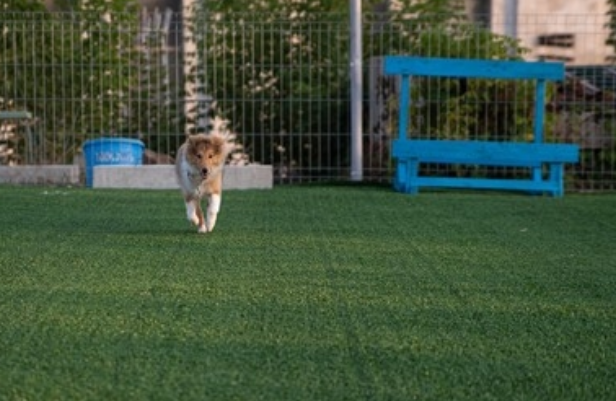 Artificial Grass for Doggie Areas