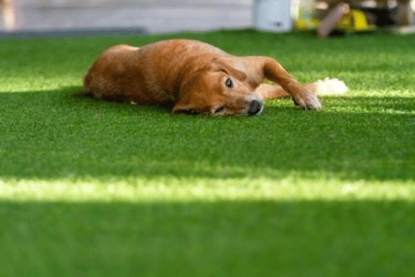 Synthetic Grass for Dog Runs & Play Areas