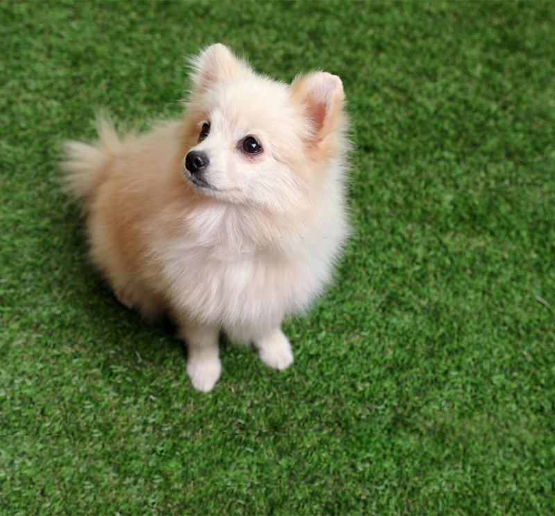 Artificial Grass Thats Safe for Dogs and Children